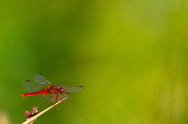 Gomphus vulgatissimus ya da kırmızı yusufçuk