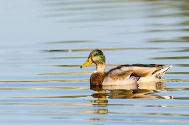 Anas platyrhynchos veya Anade gerçek