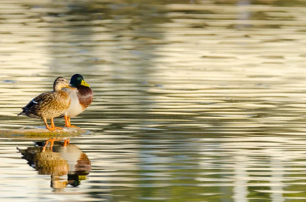 Couple of ducks — Stock Photo, Image