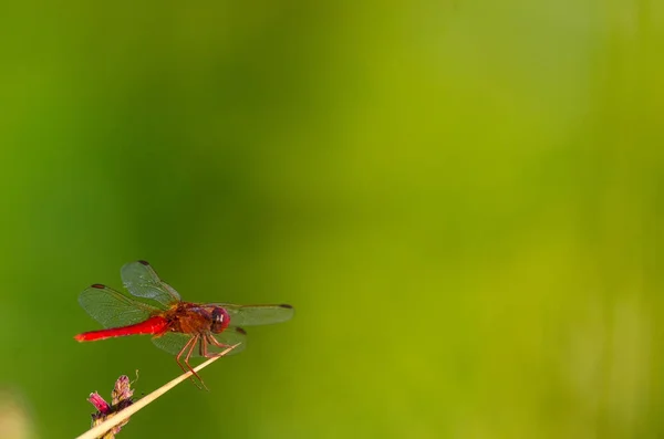 Klínatka obecná nebo červená vážka — Stock fotografie