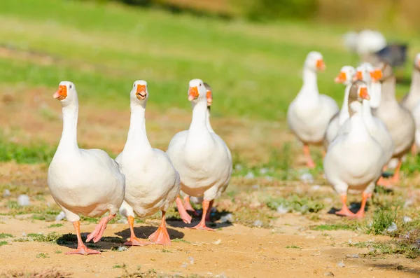 White geese on row — Stock Photo, Image