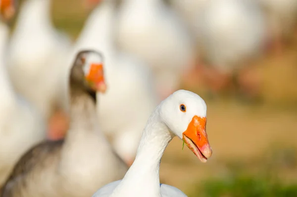 White Goose portrait — Stock Photo, Image