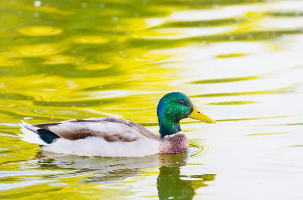 Anas platyrhynchos in river — Stock Photo, Image