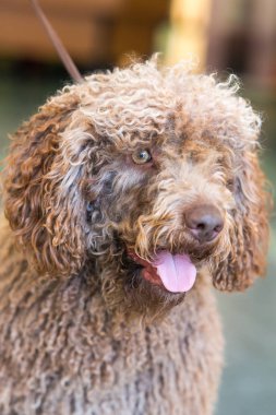 İspanyol su köpeği