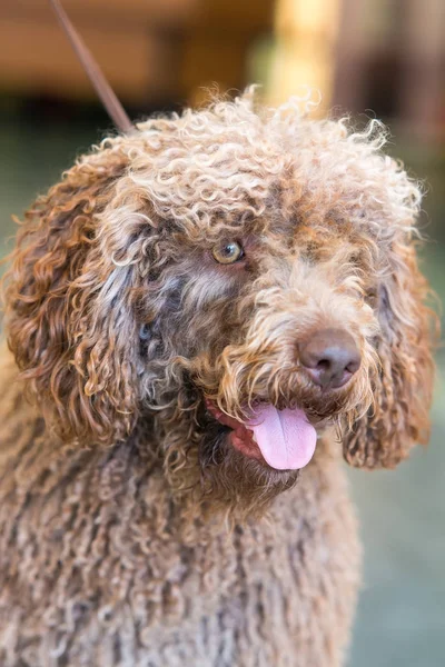 Perro de agua español — Foto de Stock