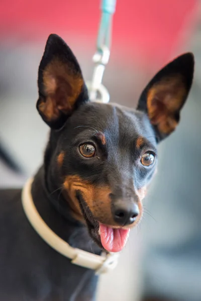 Perro Pinscher miniatura — Foto de Stock