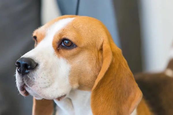 Retrato de beagle —  Fotos de Stock