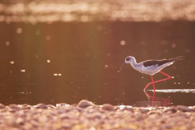 himantopus himantopus sunlate üzerinde