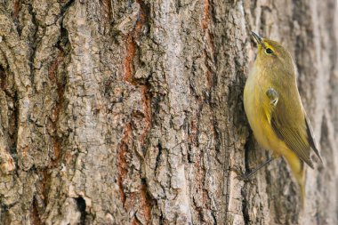 Phylloscopus collybita ağaç üzerinde