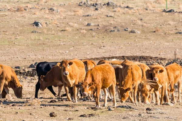 Comer vacas no campo — Fotografia de Stock