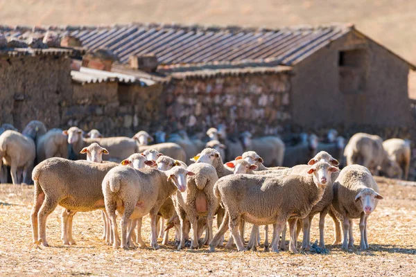 Flock av får — Stockfoto