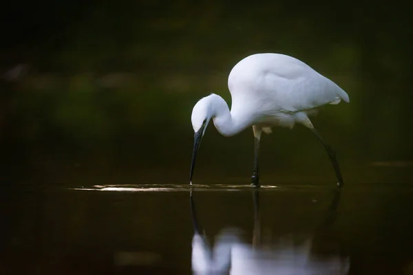 Aigrette blanche enneigée — Photo