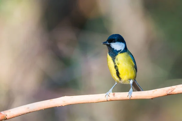 Flying Great Tit o Parus major — Foto de Stock