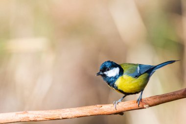 Uçan büyük baştankara veya Parus major