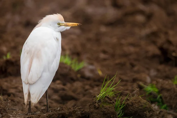 Cattle Egret — Stock Photo, Image