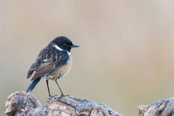 Saxicola rubicola — Stock fotografie