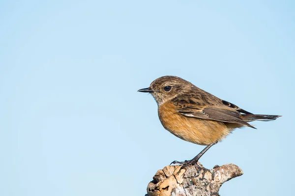 Portraitweibchen Von Schwarzkehlchen Saxicola Rubicola Saxicola Torquata Oder Schwarzkehlchen — Stockfoto