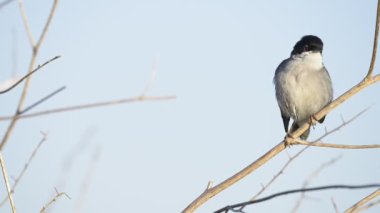 Sylvia melanocephala veya metin kopyalama yeri olan Curruca cabecinegra