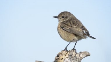  erkek Stonechat Saxicola rubicola, Saxicola torquata veya Avrupa stonechat