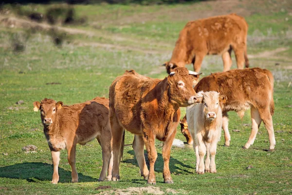 Vaca e bezerro olhando para a câmera — Fotografia de Stock