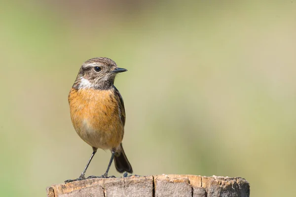 Žena Bramborníček černohlavý Saxicola rubicola — Stock fotografie