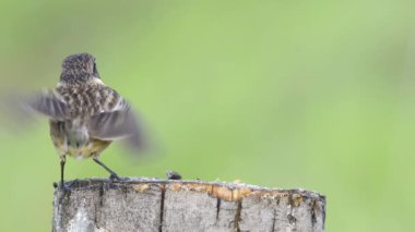 erkek saxicola rubicola veya tarabilla comun