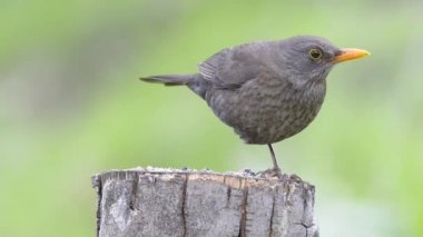 kadın turdus merula veya mirlo.