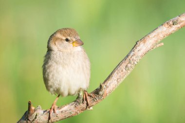 kadın Passer hispaniolensis