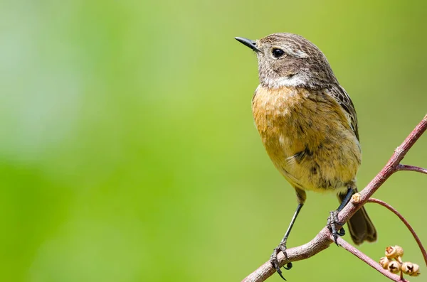 Saxicola rubicola — Stock fotografie