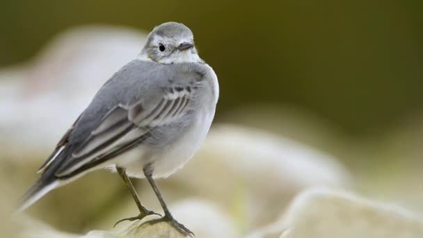 Motacilla Alba Wagtail Blanco Sobre Una Roca — Vídeos de Stock