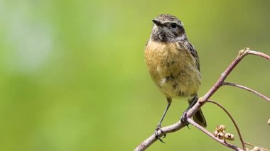 erkek Stonechat Saxicola rubicola, Saxicola torquata veya Avrupa stonechat