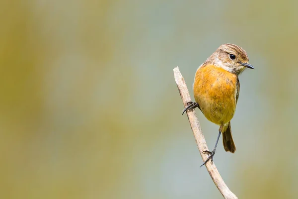 Rubicola saxicola — Stockfoto