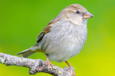 kadın Passer hispaniolensis 