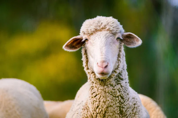 Овцы смотрят в камеру на зеленом фоне. Копирование текста — стоковое фото