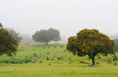 Extremadura çayır ile kuzu sisli bir günde
