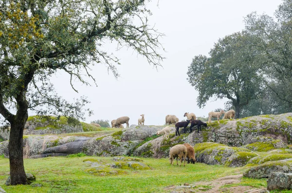 Prado de Extremadura con corderos en un día de niebla —  Fotos de Stock