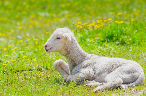 Милый овечка отдыхает на лугу — стоковое фото