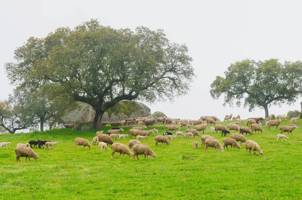 Prado de Extremadura con corderos en un día de niebla — Foto de Stock