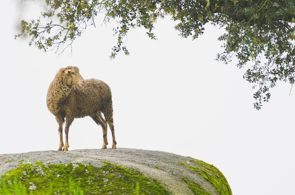 Овцы забираются на скалы ягнят в туманный день — стоковое фото