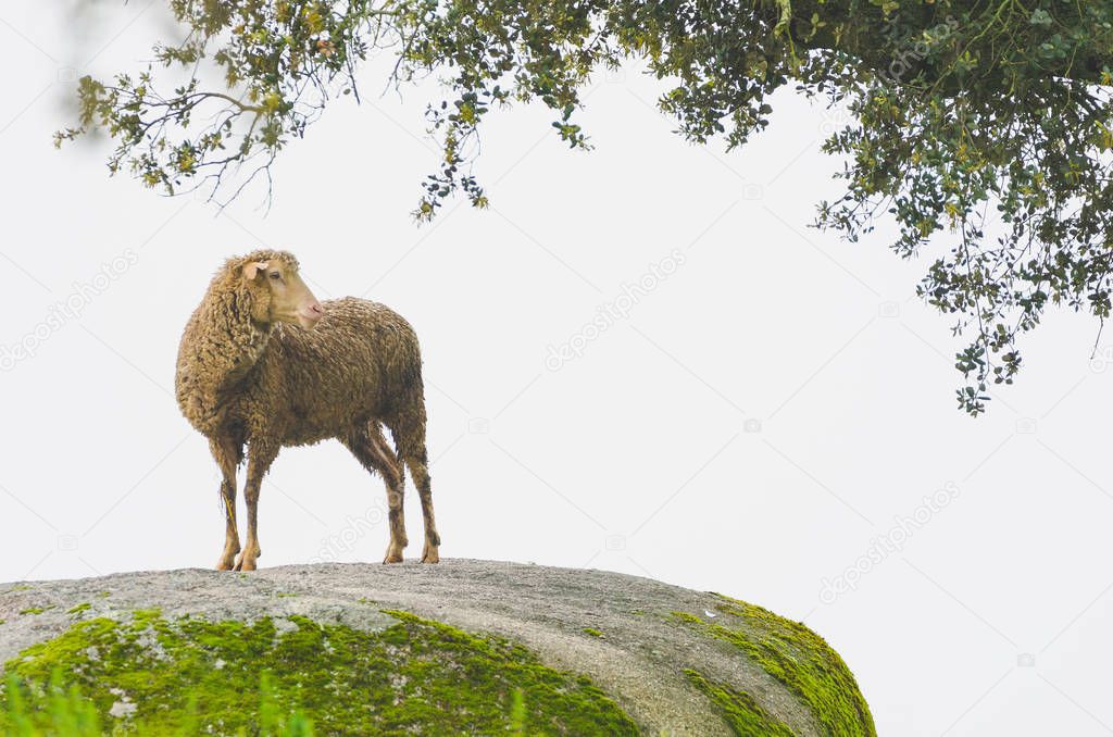 sheep climb on rock  lambs on a foggy day