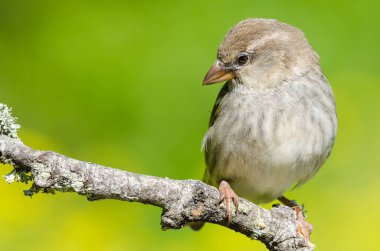 kadın Passer hispaniolensis veya Gorrion Moruno yeşil backgrou üzerinde