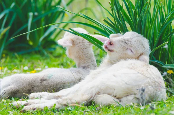 풀밭에서 쉬고 재미 귀여운 작은 어린 양 — 스톡 사진