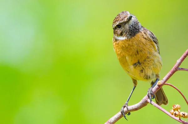 Portrait de Saxicola rubicola ou Tarabilla Europea regardant ca — Photo