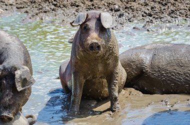 Çamur, Extremadura oturan İber domuz sürüsü (pata negra), 