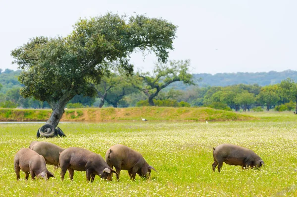 Porcos Ibéricos Prado Estremadura Suínos Raça Lampino — Fotografia de Stock