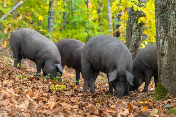 Cerdos de libertad comiendo en el campo de autum —  Fotos de Stock