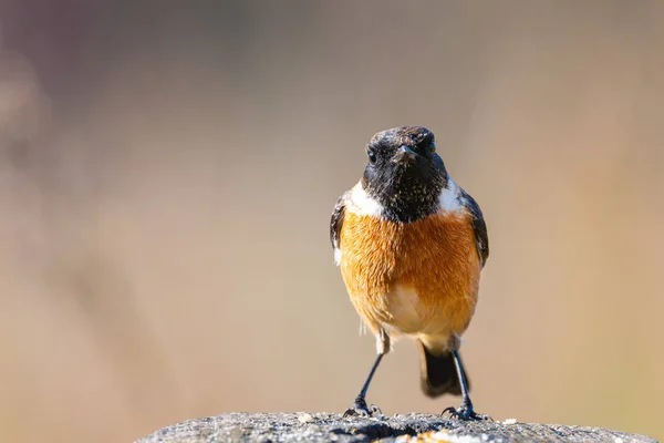 Saxicola Rubecola o tarabilla común en un tronco —  Fotos de Stock