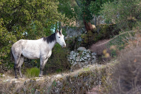Bílý kůň zdarma na poli na Montanchez, Caceres, Extremadura — Stock fotografie