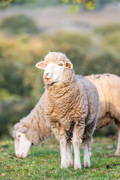 Прекрасные овцы пасутся в поле — стоковое фото