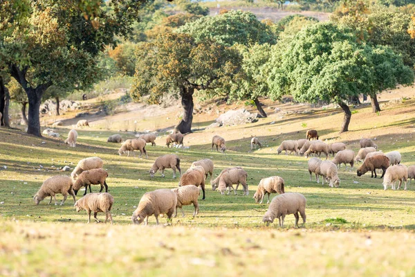 Όμορφα πρόβατα βόσκηση στο πεδίο — Φωτογραφία Αρχείου